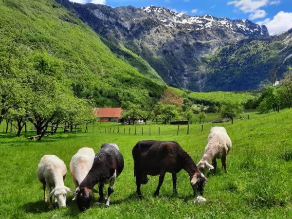 Apartment Pretner, Lepena Soča Екстериор снимка